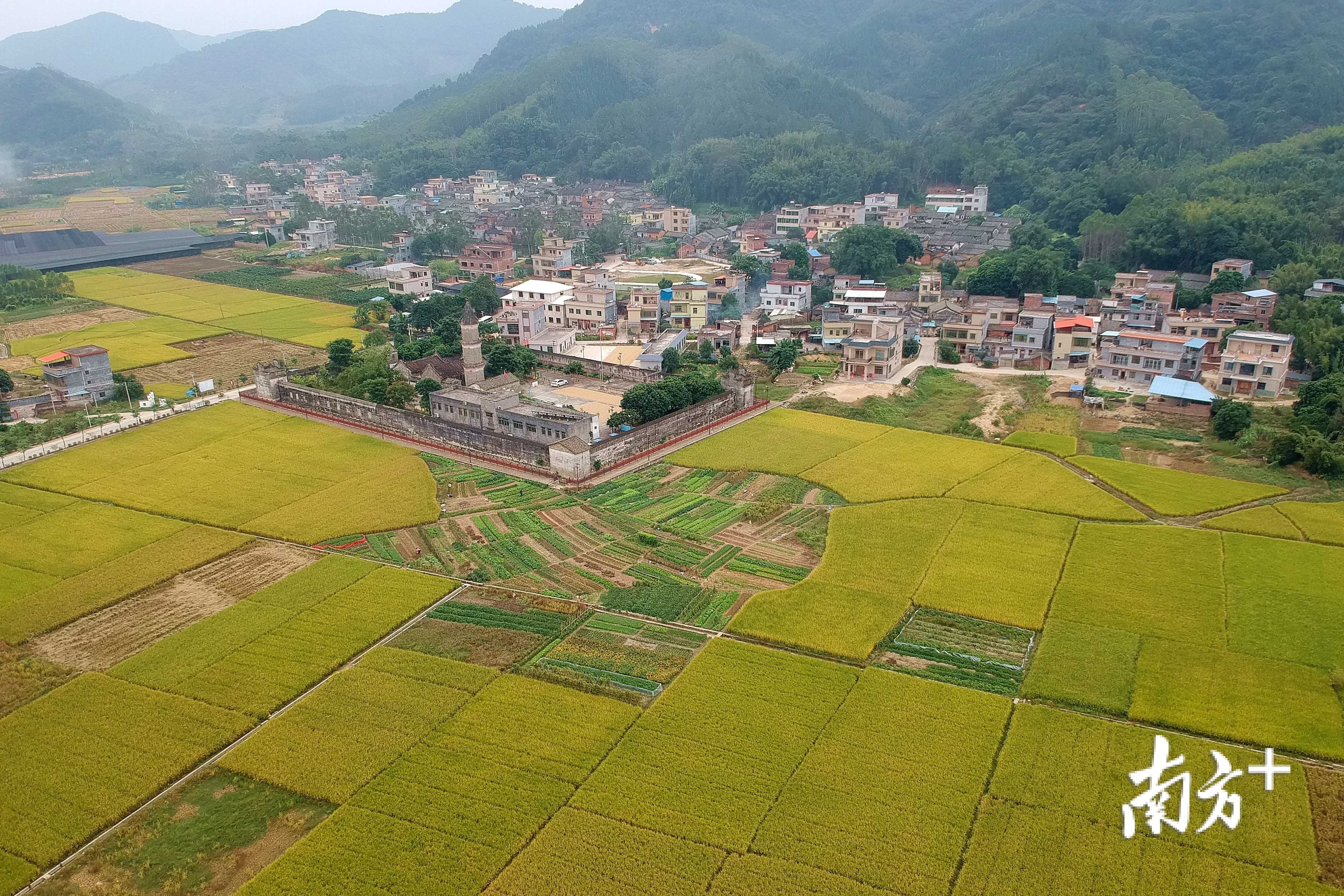 秋日下的龙门县水坑村,被金黄稻田包围着,美不胜收 南方日报记者 梁维