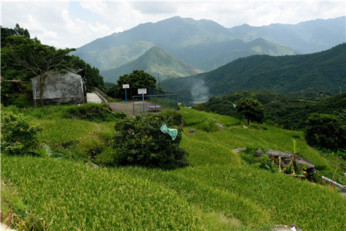 大山深处的梯田，全无污染的农作物。