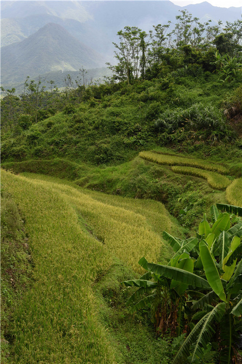 大山深处的梯田，全无污染的农作物。