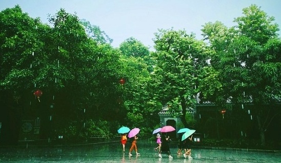 昨日下午下了一场阵雨，惠州西湖的游人冒雨撑伞游玩。记者周楠 摄