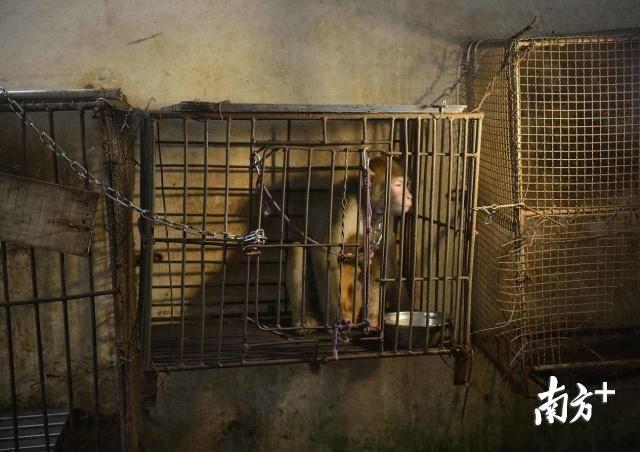 准备上台表演的动物 南方+记者肖雄 摄