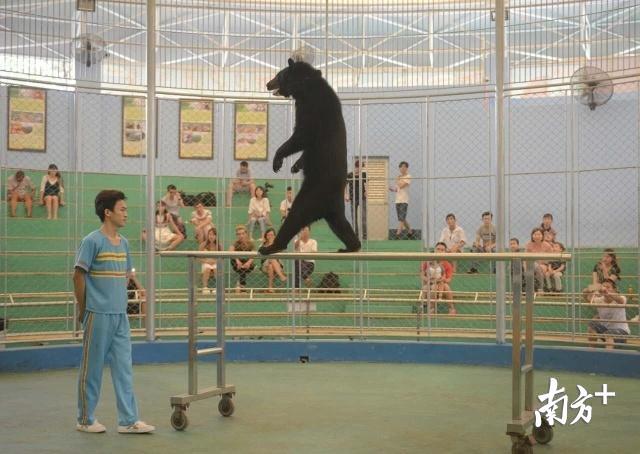 场上表演的动物 南方+记者肖雄 摄 