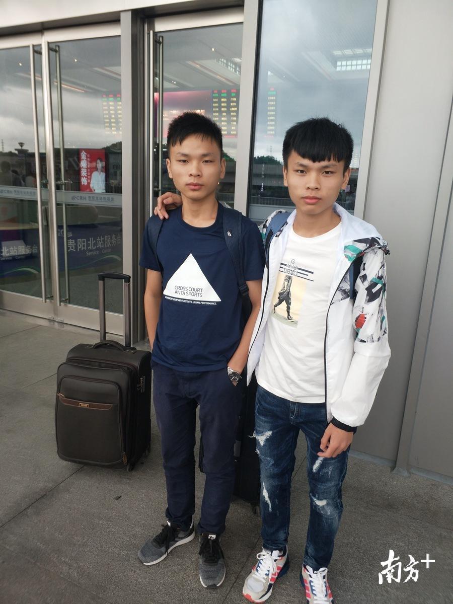 叶红模、叶红樟 叶红模、叶红樟