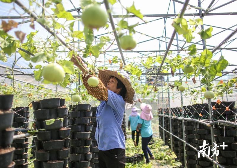 博罗县松树岗村的空中田园里，本地村民就近就业，在修剪香瓜的枝叶。