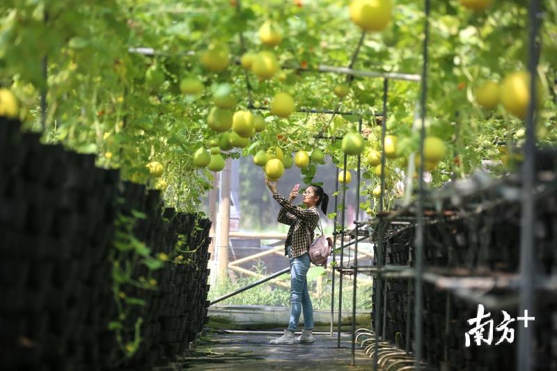 “新农村＋生态旅游”是松树岗村蜕变的根本。