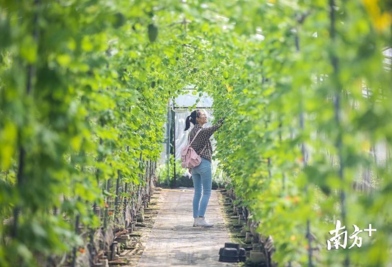 如今松树岗村变成了乡村旅游景点，农产品变成了旅游产品。