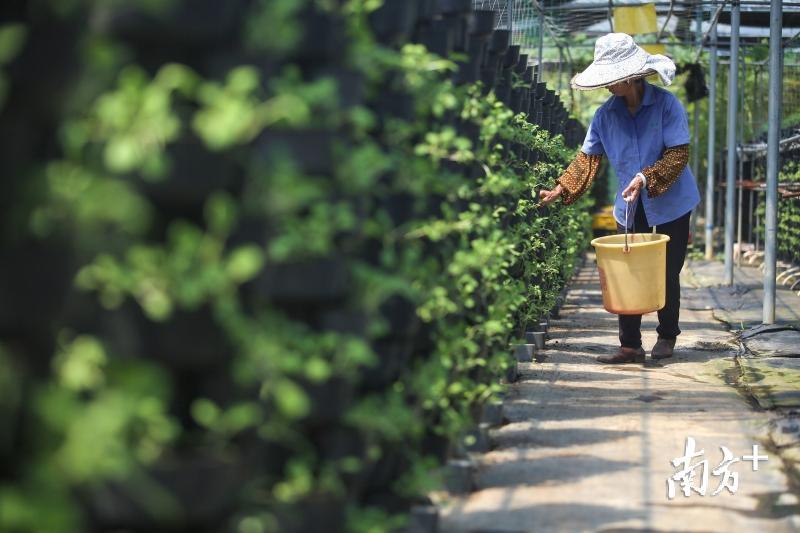 博罗县松树岗村的空中田园里，本地村民就近就业。