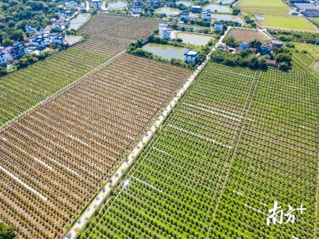 博罗县松树岗村，生态观光农业项目的接连落地，带来了农民的就地升级。