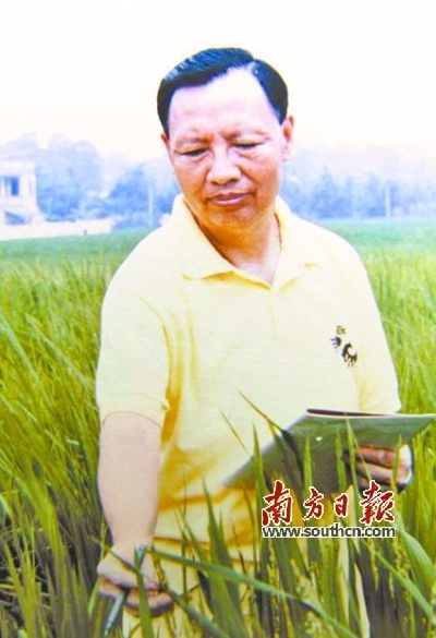 卢永根在水稻试验田观察水稻。摄于2000年6月。华南农业大学供图 卢永根在水稻试验田观察水稻。摄于2000年6月。华南农业大学供图