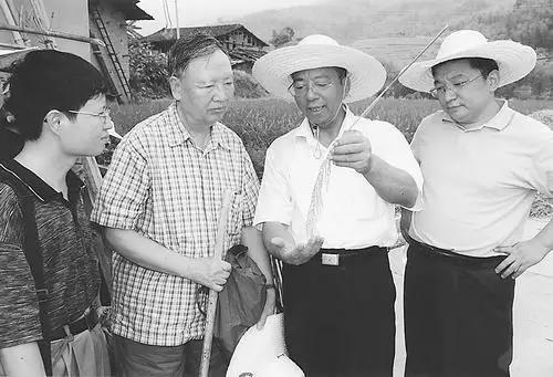 2007年8月,卢永根(左一)和谢华安(左二)等在福建省尤溪县考察再生稻。 2007年8月,卢永根(左一)和谢华安(左二)等在福建省尤溪县考察再生稻。