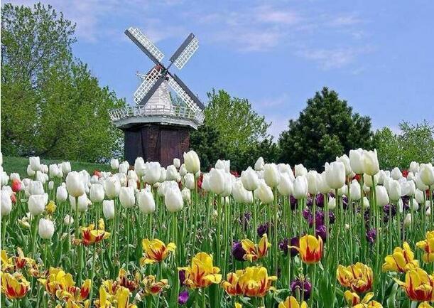 荷兰库肯霍夫花园。网络图片