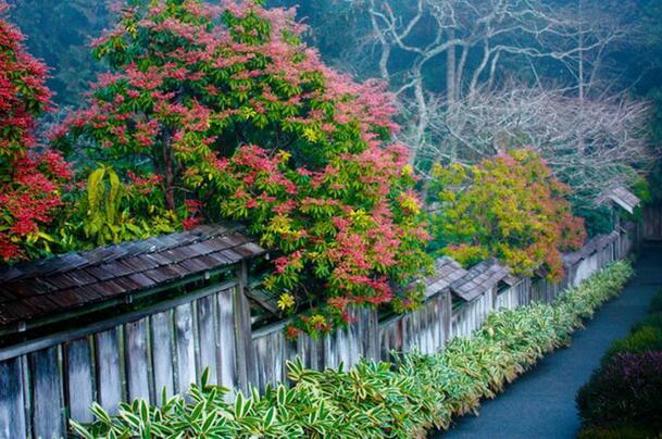 加拿大布查特花园的日式花园。网络图片