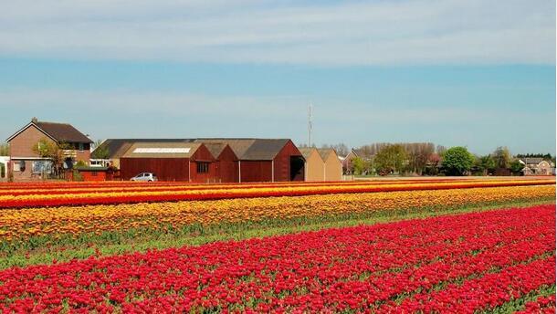 壮观的郁金香花海。