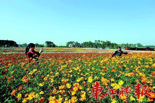 石滩村生态农业基地成为一大景点,吸引游人前来游玩拍照.