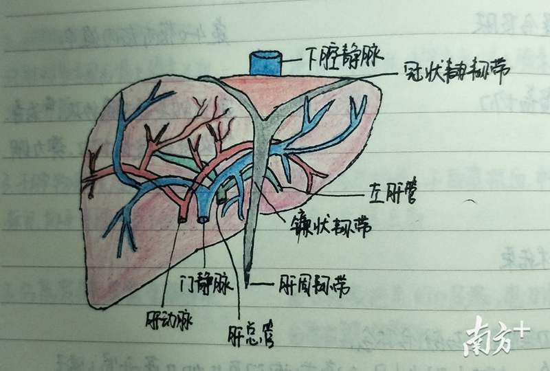 集体"变身"大画家,"白衣天使"手绘解剖图还原度惊人!