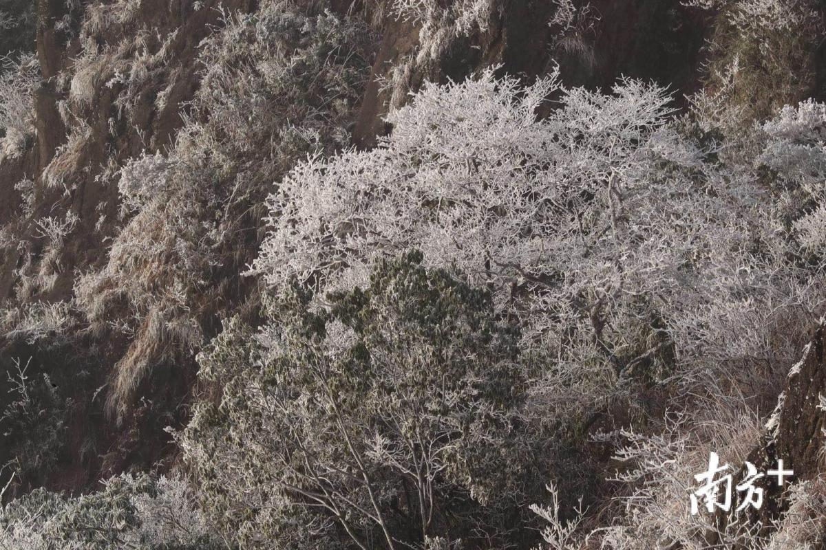 不要再吐槽广东没有冬天了,今天这里都下雪了!高清雪景靓图请收好!