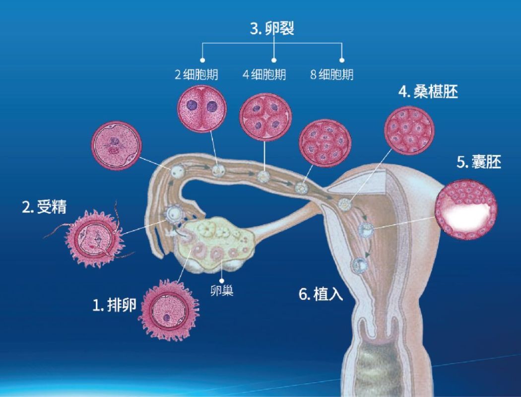 受精卵分化发育成胚胎的过程.