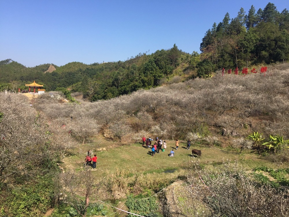 陆河梅花节首日 2万游客游万亩梅园