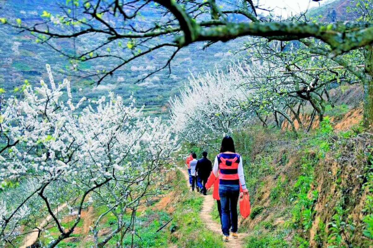 信宜钱排李花旅游文化节1月18日启动