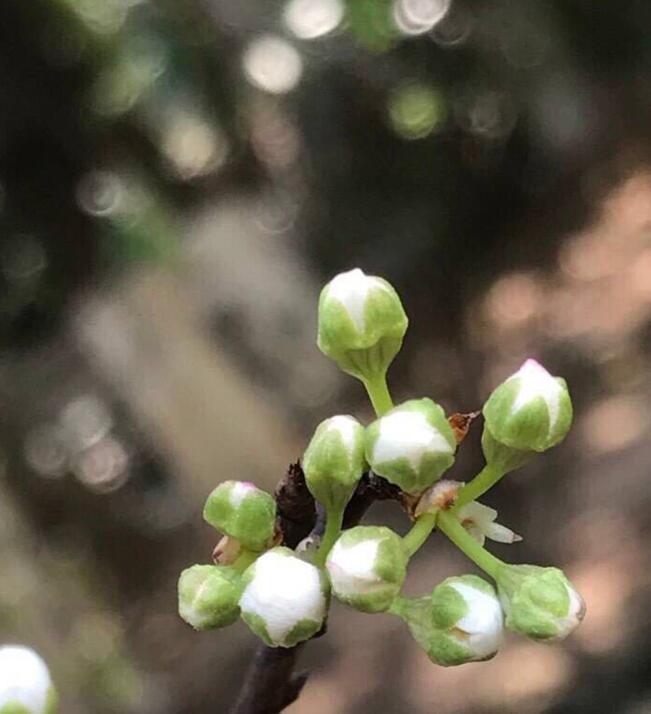 可园开了满园的李树花,太美了!