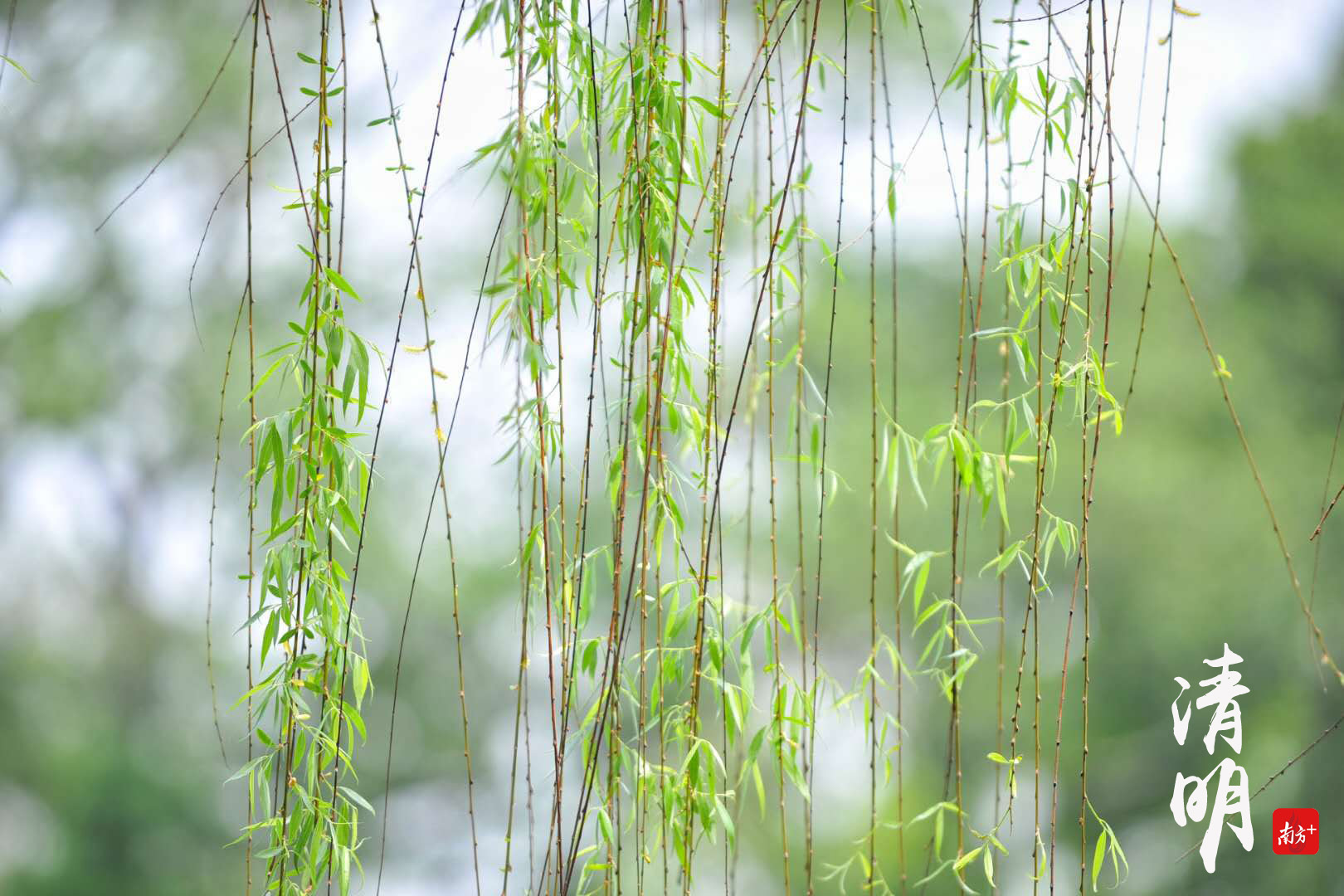 清明时节佛山地区盛行插柳.