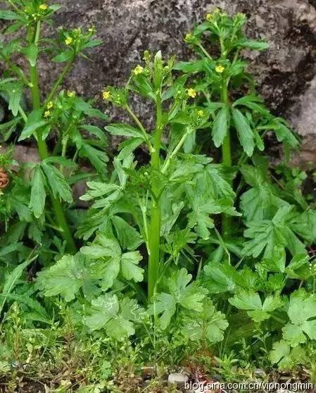 珠海人注意!这些野菜是"毒草",吃了会要人命!