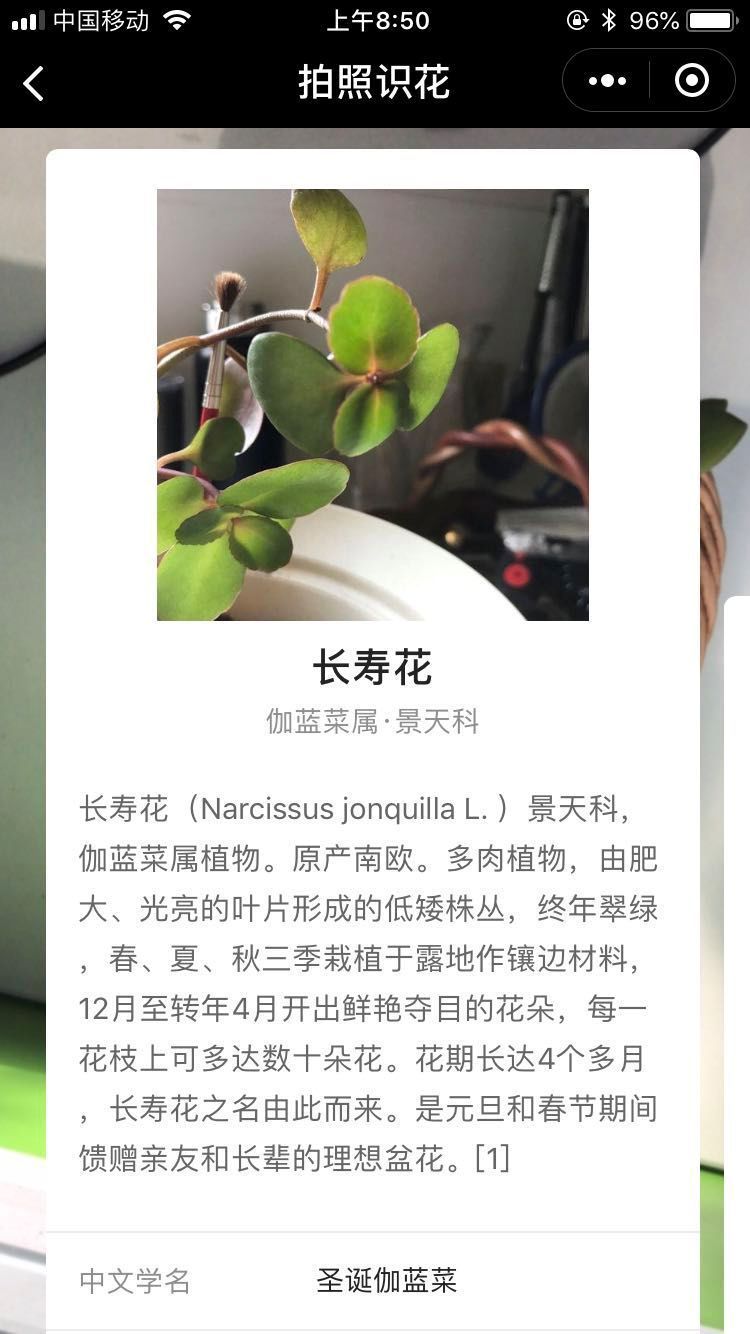 对着花草拍照,会出现奇迹!你试过吗