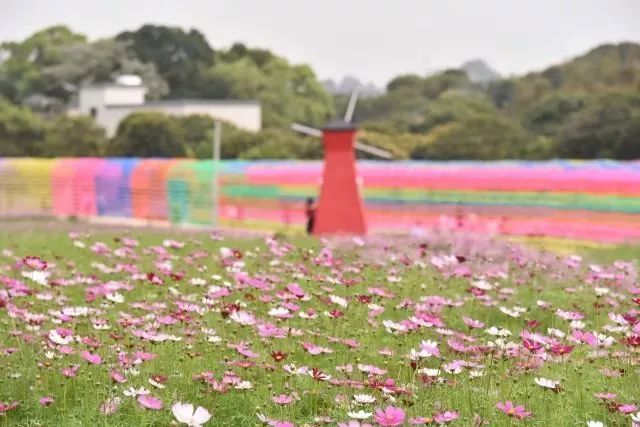 沐浴在春风中的秋长周田谷花海,迎来了一年中最美的花季,占地约200亩