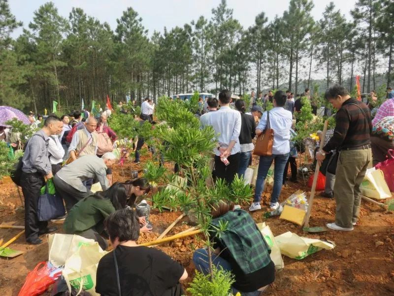 骨灰植树 回归自然 ——佛山市2018年骨灰植树回归