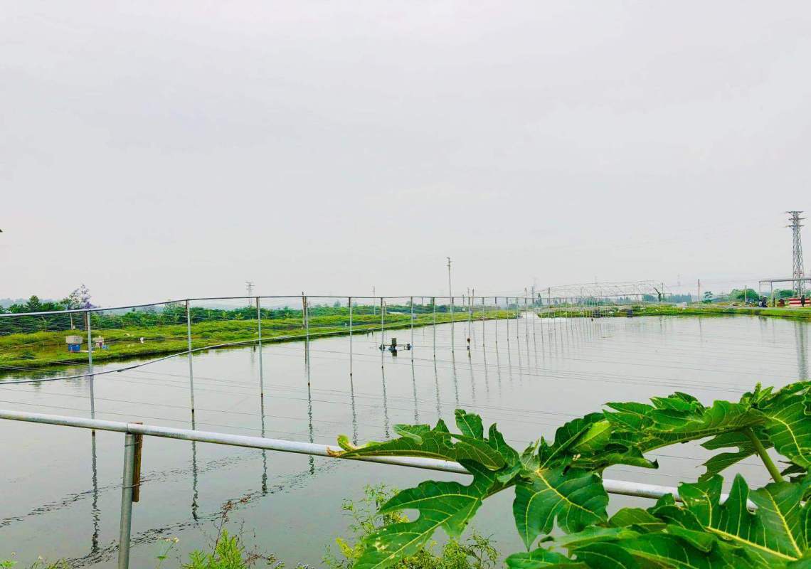 刘氏水产基地的连片鱼塘已经使用生态循环绿色养殖系统.梁楚欣 摄