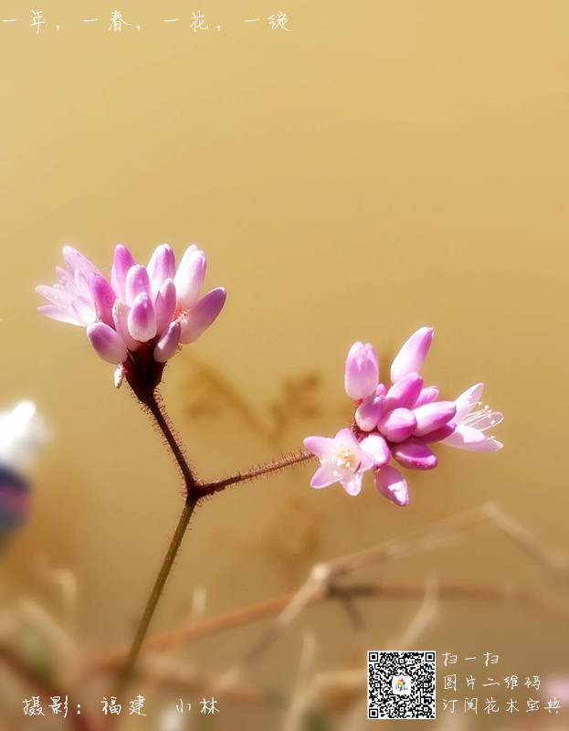 一花一拍丨芳心暗许,只为你枝头绽放