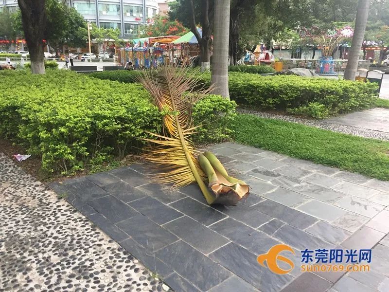 掉落在广场上的大王椰叶子.