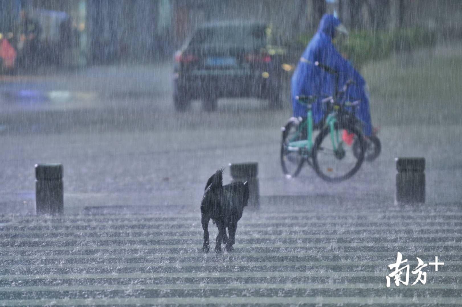 在兆祥路与市东下路交界处,一只小狗正在冒雨过马路,也许它也正在回家