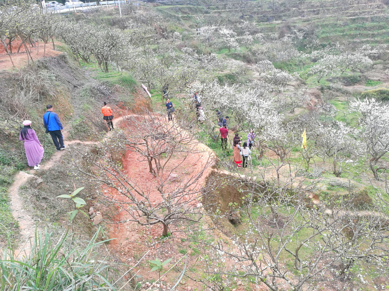 信宜钱排李花旅游文化节开幕,千山如覆"雪"