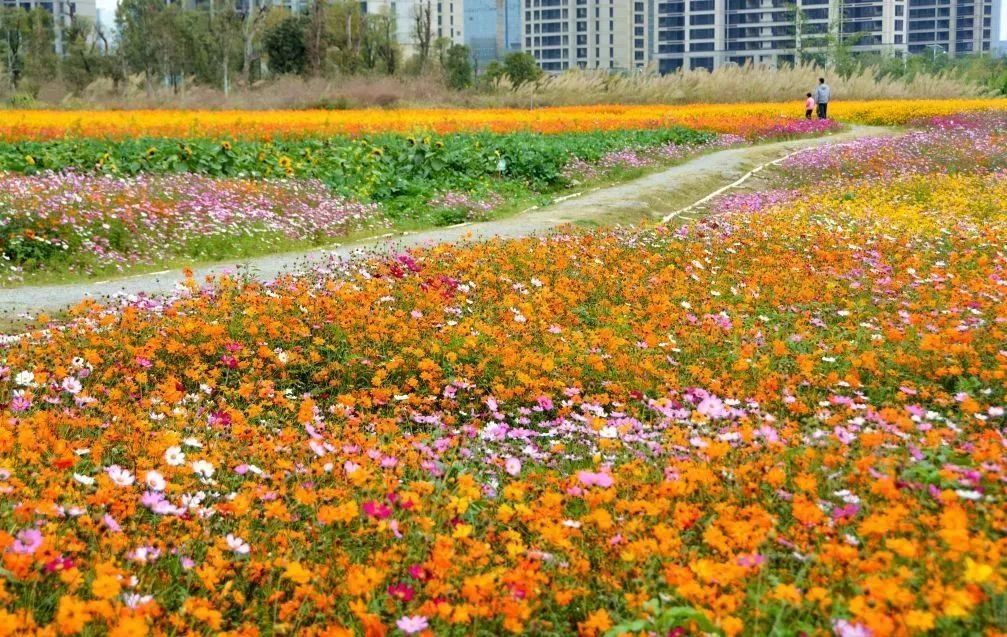 全城花开靓爆镜,佛山已被花海包围了