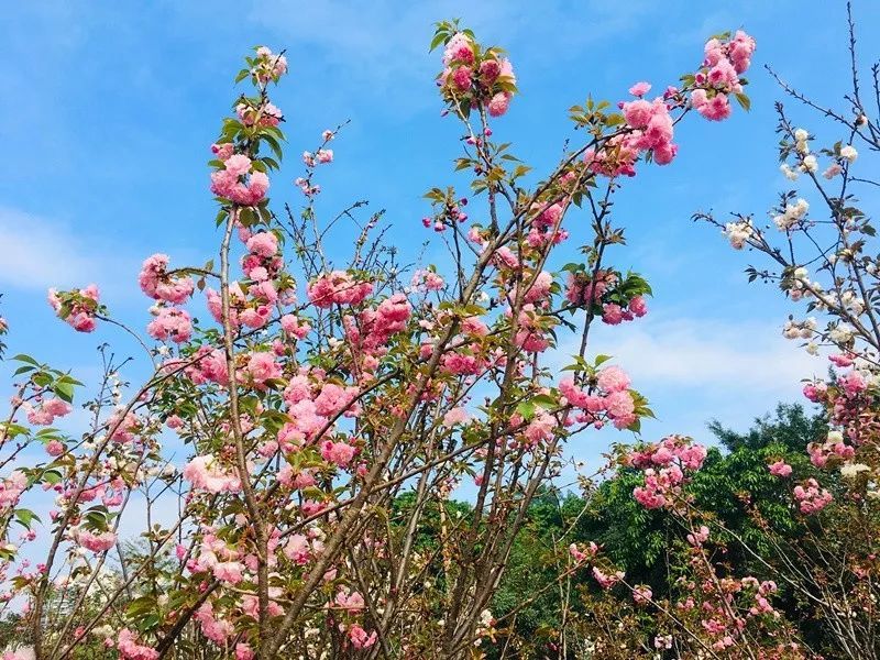 春节吸氧 虎门这个森林公园美成画境! 惊艳了整个冬天的落羽杉 据了解,从石洞景区进入大岭山森林公园,在木栈道旁,种植了数百棵落羽杉,把原来的绿色森林渲染得五彩缤纷,彷如童话。 争先开放的山樱花 有的樱花挂满枝头,丝毫不掩饰自身的美,有的樱花则在绿叶的掩映下娇羞露脸,犹抱琵琶半遮面,还有的樱花正含苞待放,分外娇羞可爱。 石洞庙宇 (黄生/摄) 山不在高,有仙则名,石洞主景区拥有观音寺、一尊大佛及一座仿古长城。观音寺向来香火鼎盛,仙气十足,名闻遐迩。 石洞湖景 (黄生/摄) 水库源于茶山山脉,地处群