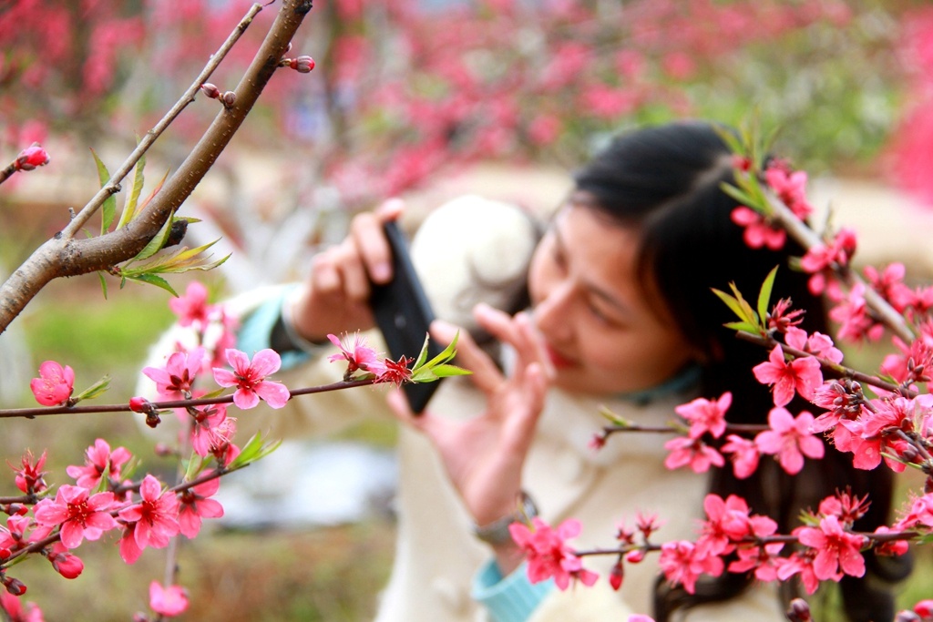 多图|梅州蕉岭近万株桃花盛放点亮春天