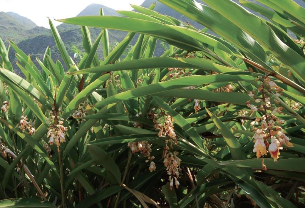 药材对比    药材    砂仁    益智仁   原植物图   来源   姜科