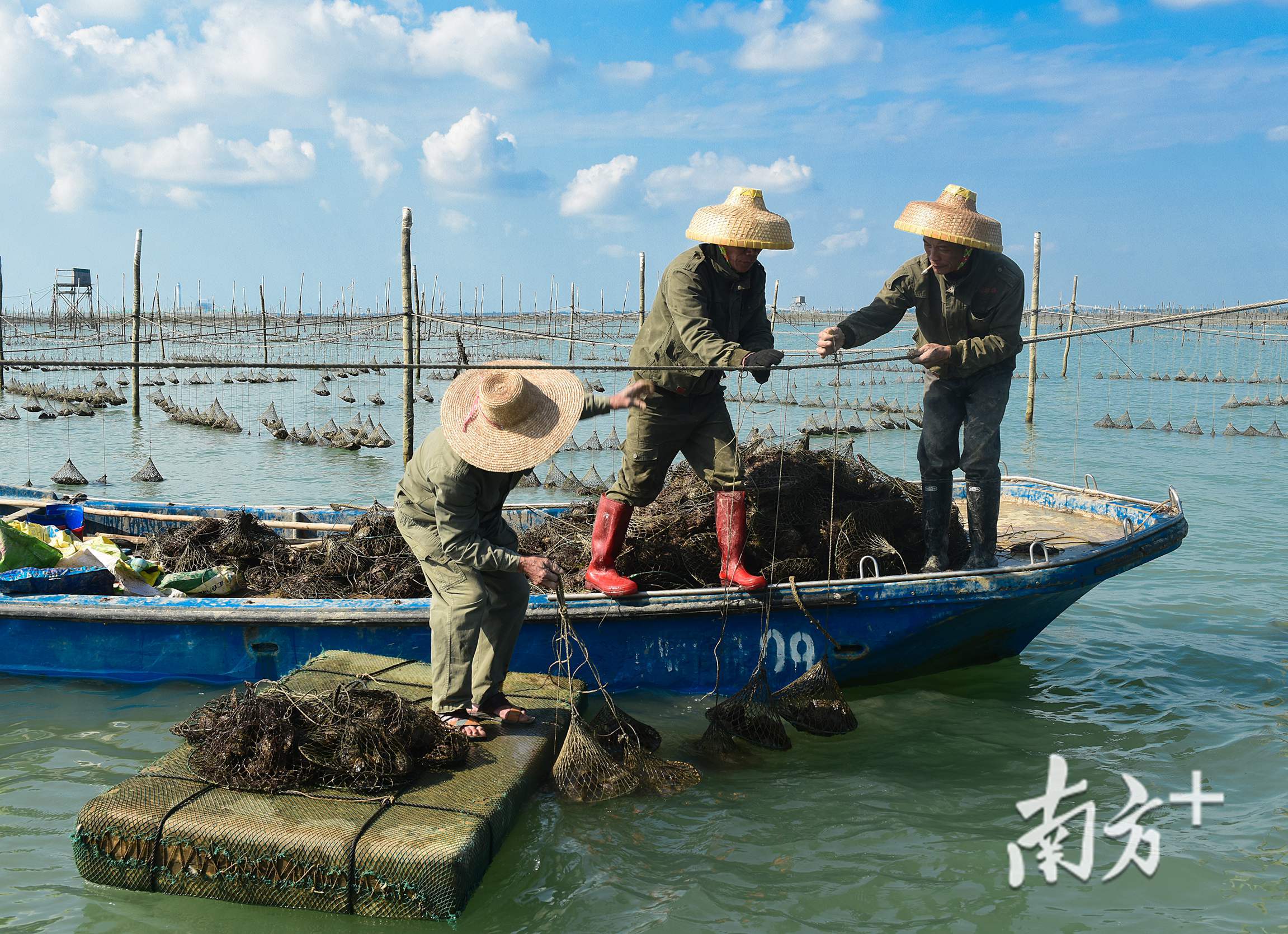 养殖户将一笼笼的珍珠贝解下来,运往加工基地.