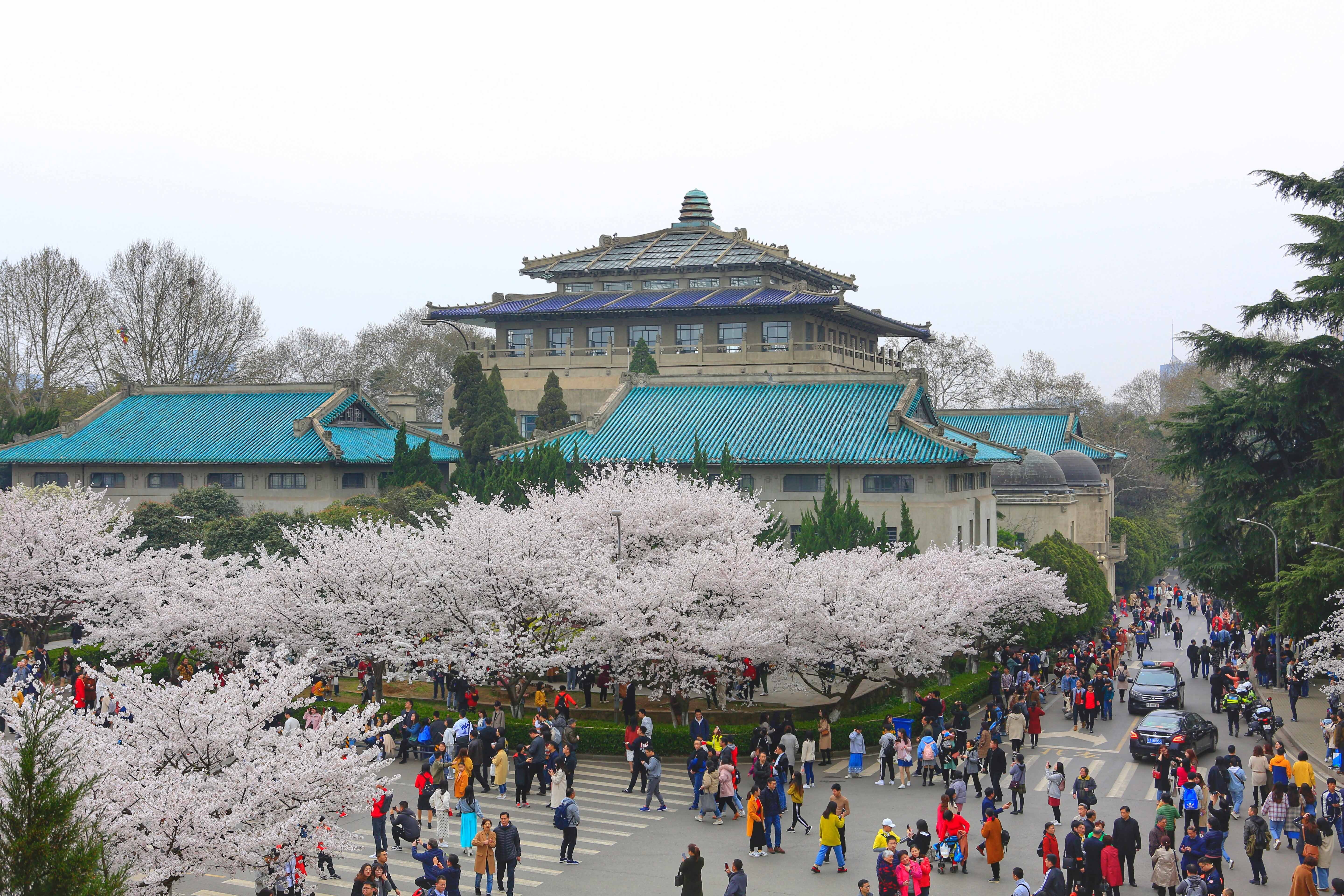 武汉大学的樱花闻名全国,樱花城堡,樱花大道,樱顶,珞珈广场等相关景点