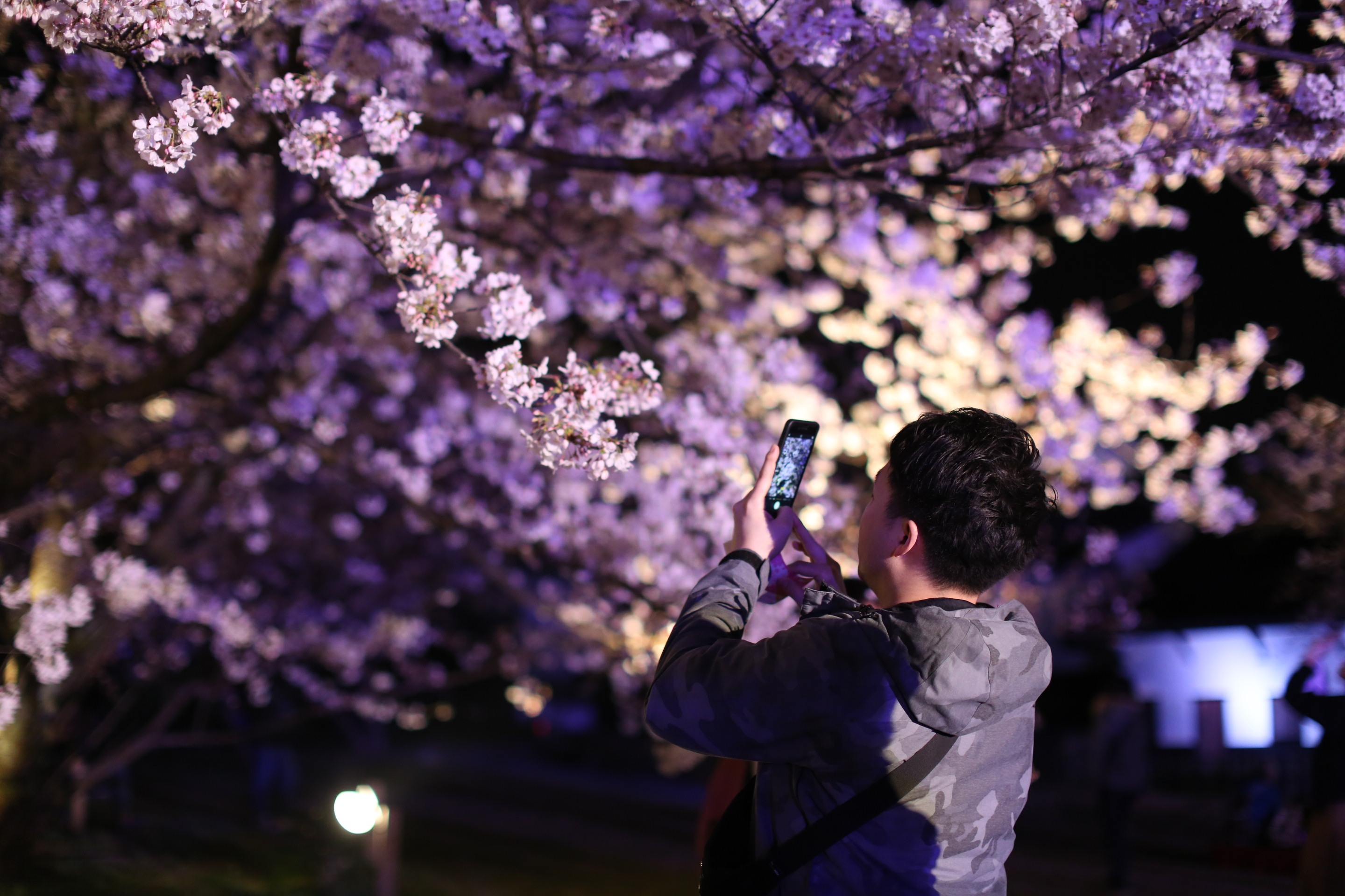 在日本福冈,看平成年代最后的夜樱