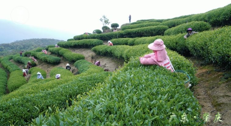 美藏深山,巧夺天工,肇庆这里有最美的茶园