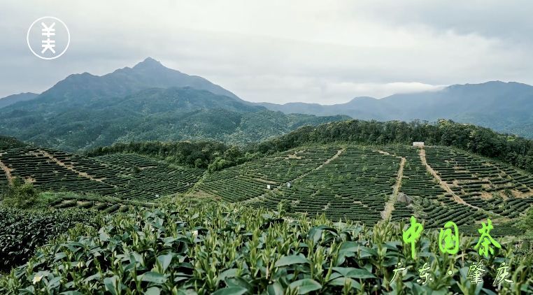 美藏深山,巧夺天工,肇庆这里有最美的茶园