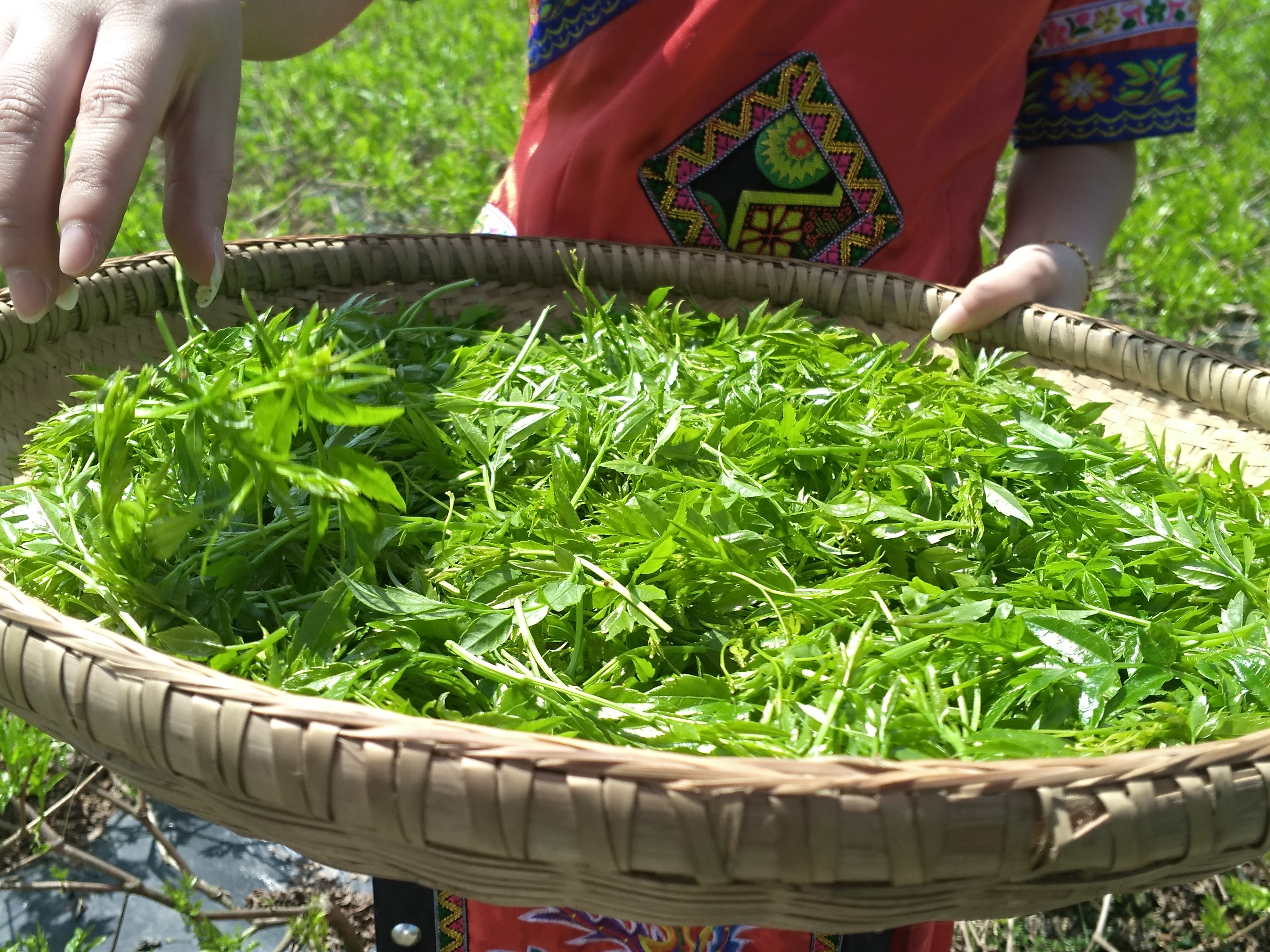 正文 谷猛说,作为张家界市的扶贫项目,张家界莓茶种植面积已经达到8万