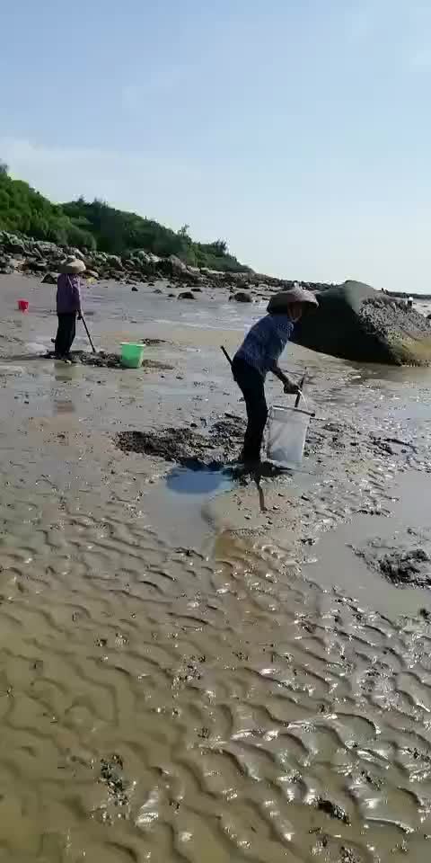 视频|大树岛上赶海忙,可体验沙滩抓螃蟹挖蛤蜊摸鱼儿乐趣