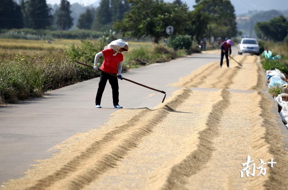 农民在稻田边的乡道上晾晒稻谷.