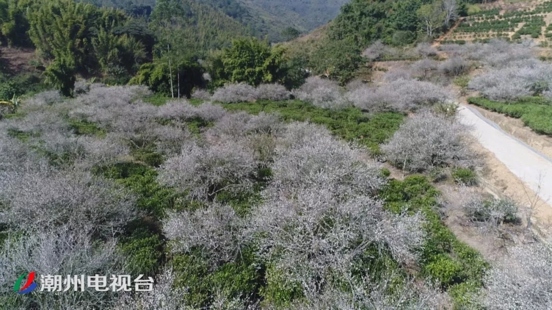 暗香浮动,饶平大门坑2000亩梅花竞相绽放