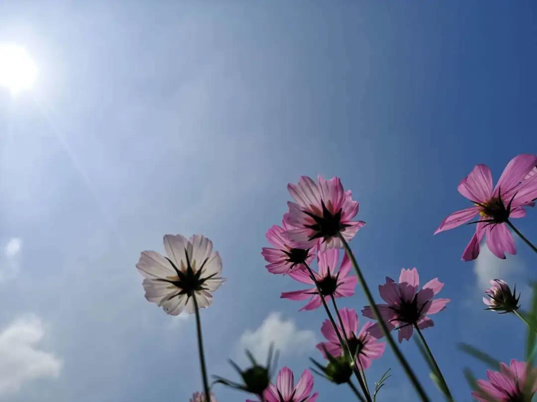今天,中山阳光灿烂,温暖如春,气温如夏,中午1时温度为近27℃.