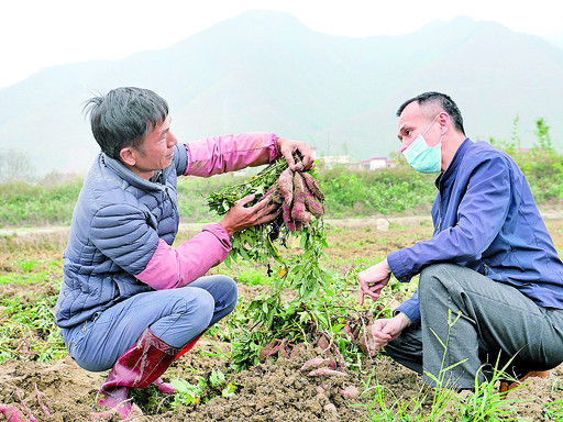 高级农艺师谭耀华(右)指导农户如何保持番薯形体大小.吴威豪摄