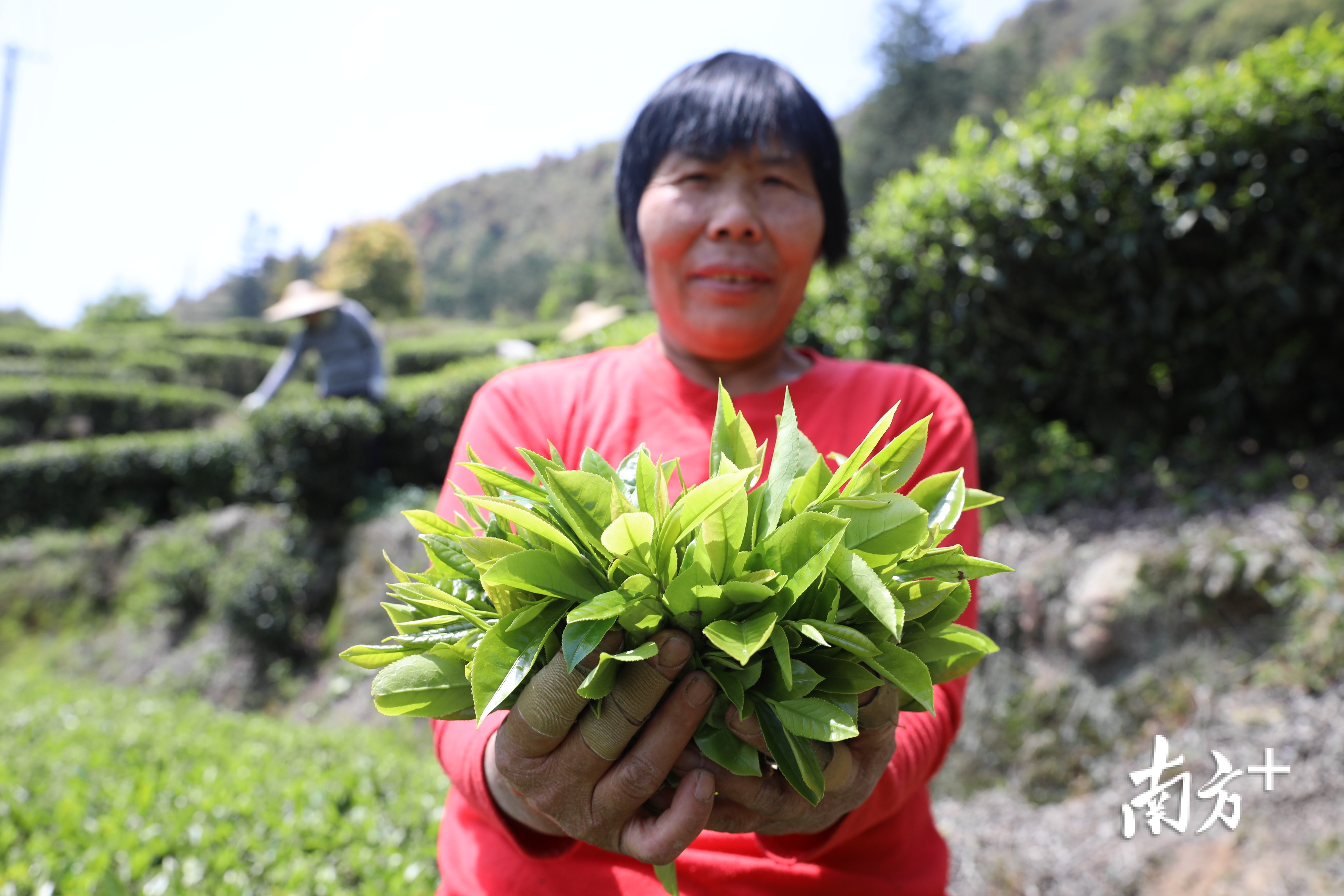 春季,对粤东的茶农而言是一种丰收喜悦,村民采摘了一上午的茶叶充满